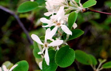 Piante sulle apuane - Amelanchier ovalis